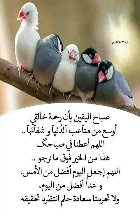 almo7rah's tweet photo. يسعد صباحكم بكل خير يا رب https://t.co/3u3EfDa89p