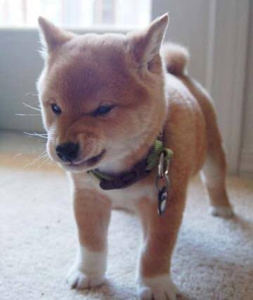 松村北斗の画像をアップすると近い構図の犬の画像が送られてくる Togetter