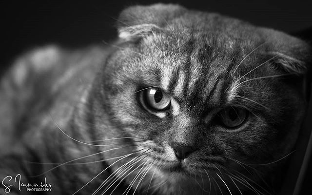 s_ioannides's tweet photo. Black and white can transform a scene into something magical.

#blackandwhite #cat #scotishfold #lightroom #photographer #photography #nikon_d3200 #nikonphotography #nikontop #nikon #photooftheday #instagood #followme #dslr #dslrphotography #stelios #steliosphotos https://www.ins https://t.co/46TWBSxODy