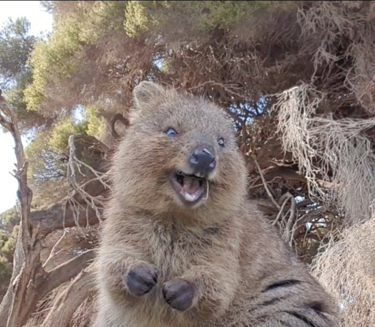 mistermaz's tweet photo. Next level Quokkas in Virtual Reality!!!  @daxon Brand new VR180 content on my 3D YouTube Channel out now!Teleport to Rottnest island using your favorite VR Headset and YouTube VR app. https://t.co/O4yTTIH8UN @VuzeCamera @GoogleARVR https://t.co/zQLVmltIKc
