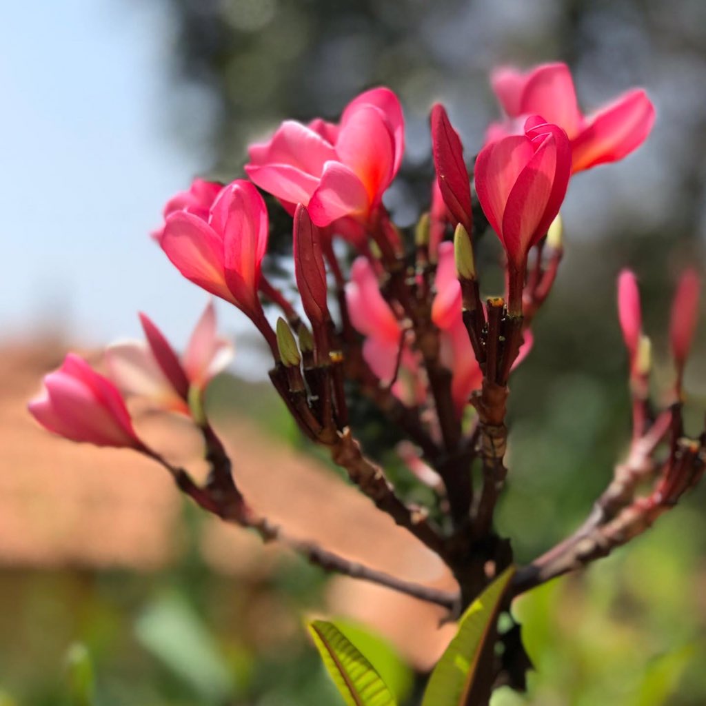 parvathimenon's tweet photo. Abir gulal β€οΈ
#happyholi
#holihai
#colourriot
#spring
#roses
#plumeria
#growagarden
#farmlife
#holi2020 https://t.co/Hnh5ML6mrJ
