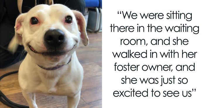 lillybearclaw's tweet photo. Stray dog Sybil finds a forever home. 😘 https://t.co/p3QA6ZHR3E