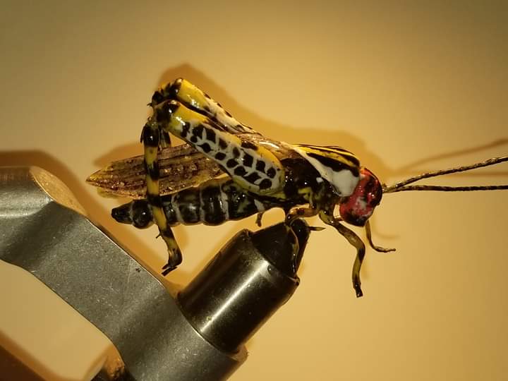 TFlytying's tweet photo. https://t.co/oKL5JWCr9q