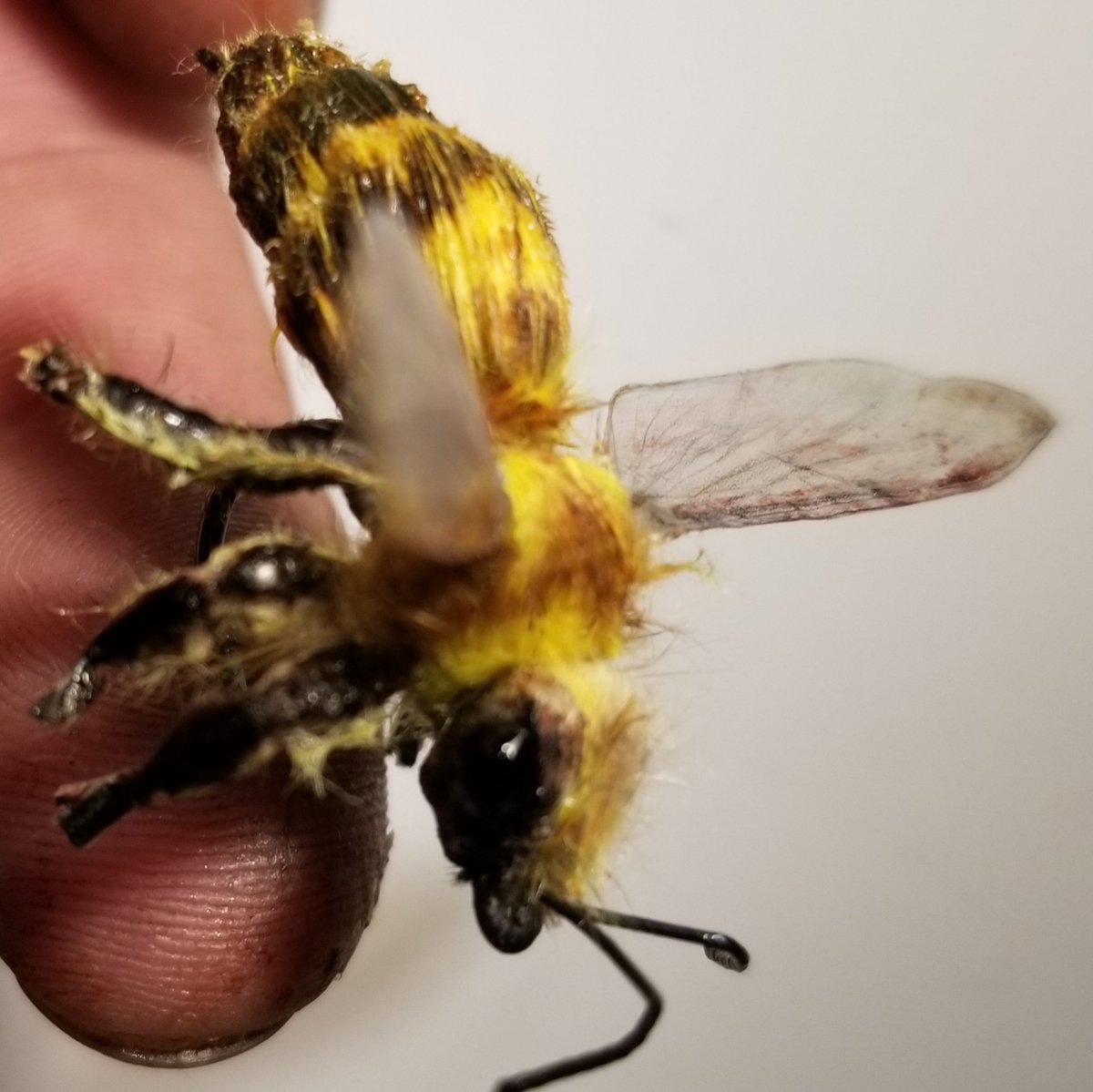 TFlytying's tweet photo. https://t.co/jMwUdNFpfh