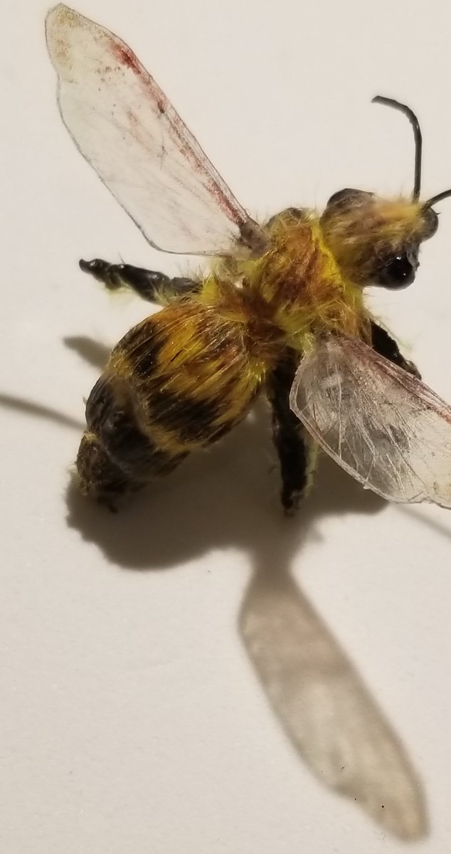 TFlytying's tweet photo. https://t.co/jMwUdNFpfh