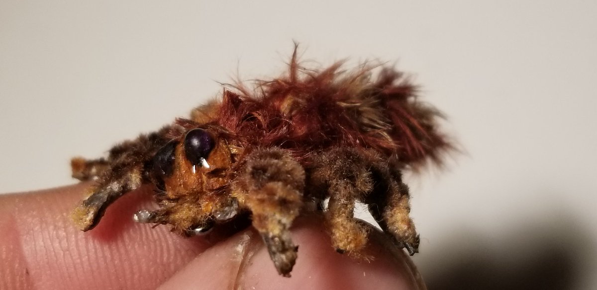 TFlytying's tweet photo. https://t.co/IiVC9g5cPj