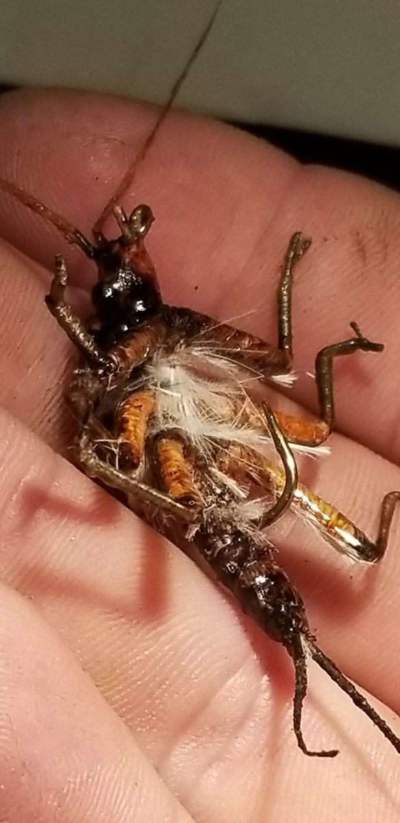 TFlytying's tweet photo. https://t.co/B6Nn1GQxyu