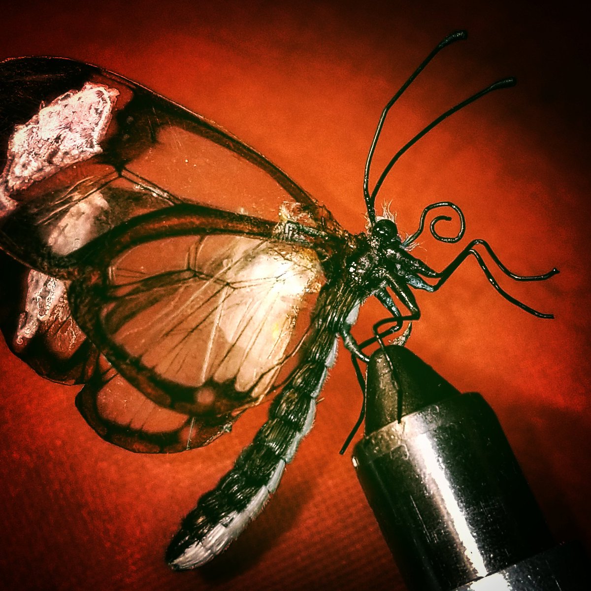 TFlytying's tweet photo. https://t.co/x6WfnO5OSs