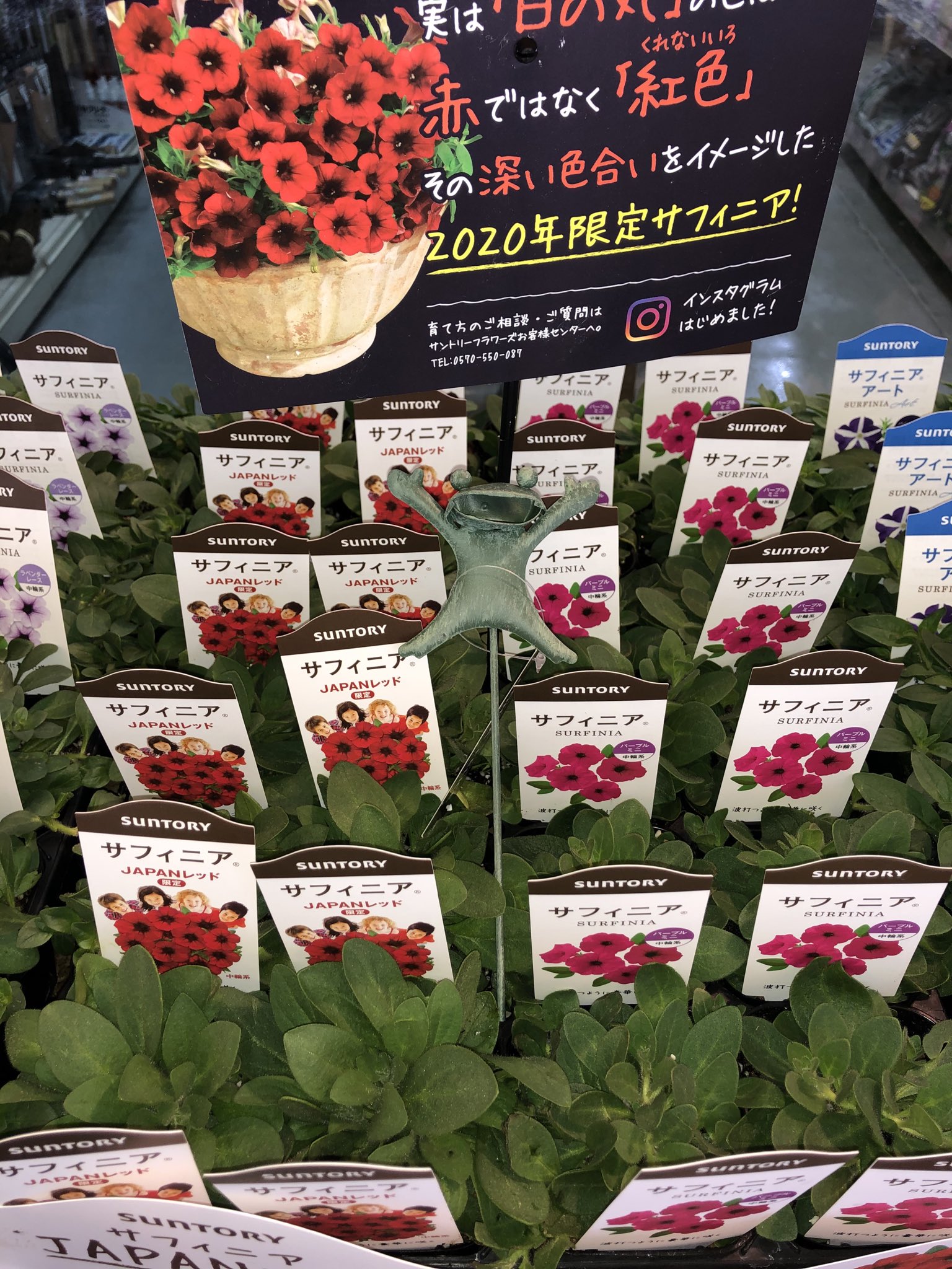 有 益田商店 A Twitter ペチュニアやカリブラコアの苗が大量入荷 今年のサフィニアレッドは 日の丸の紅色です サフィニア ガーデニング がんばれ日本 T Co Ivyjc7itfy Twitter