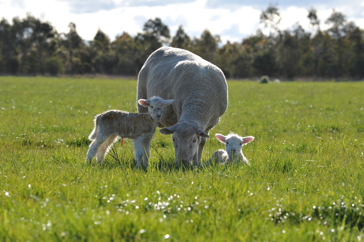 Lifting Lamb Survival is a national program that we are rolling out through <a href="/meatlivestock/">Meat & Livestock Australia</a> Profitable Grazing Systems.  Ideal for Lifetime Ewe graduates.  Excellent deliverers located in Vic, NSW, Tas, SA, WA. For more details head to liftinglambsurvival.com.au