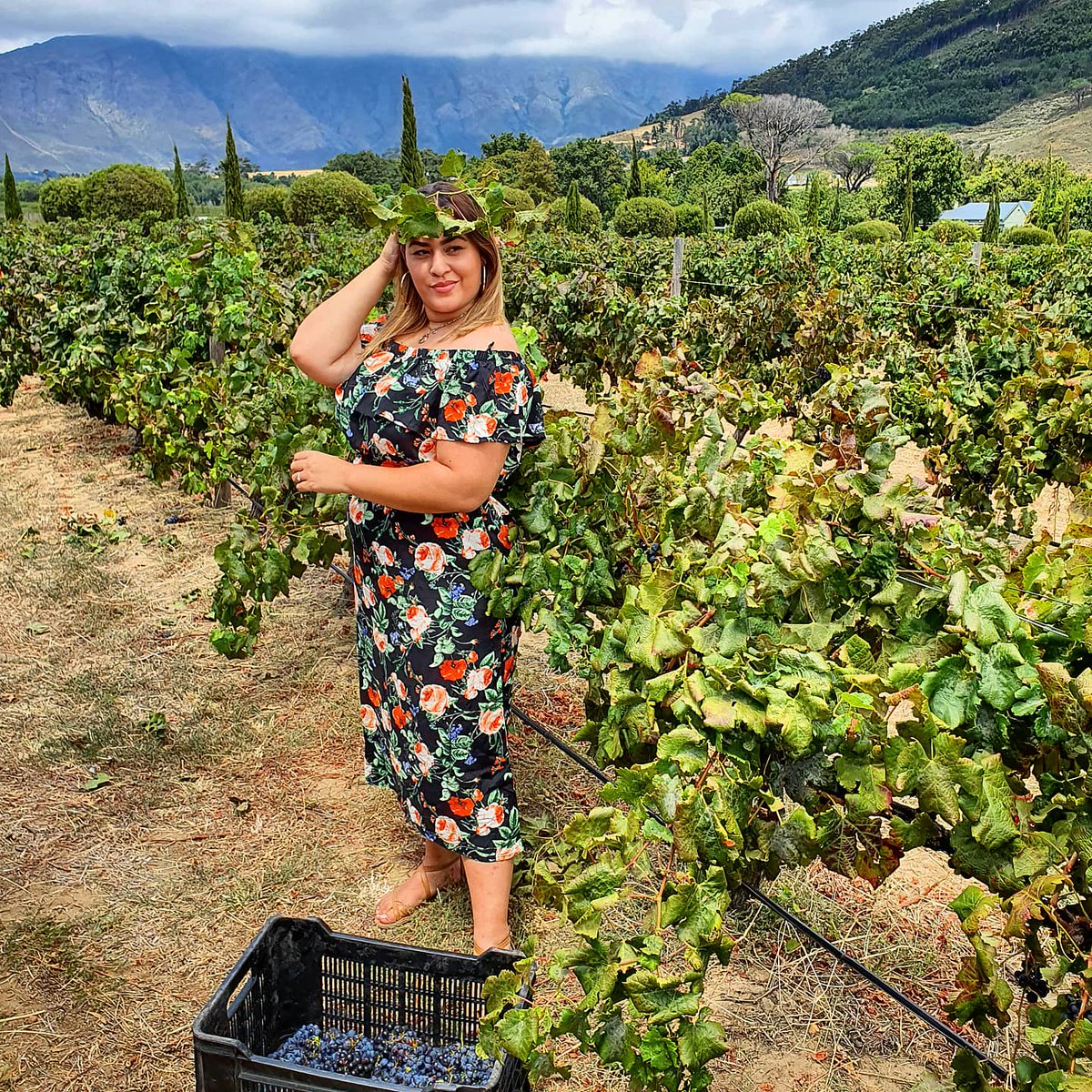 themood____'s tweet photo. Harvest at @grande_provence was so much fun. Have you seen my YouTube video documenting the day? Thank you to @GC_Com https://t.co/is3u8vHwYL #harvest2020 https://t.co/Ea2Pgix8Aw