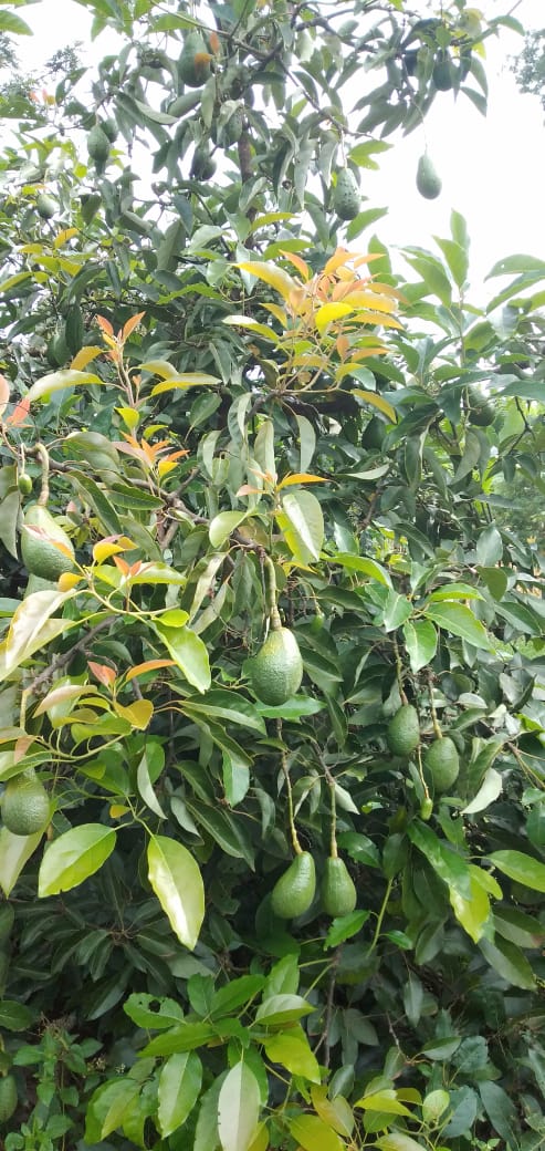 Kalroseeds's tweet photo. We have readily available Fuerte and Hass avocado fruits for sale. For more information please contact us on 0780564939
@KenyaAvocado @MamlakaFoods @Consumers_Kenya @fnguthi @ExportsKenya https://t.co/X1Z599HdBc