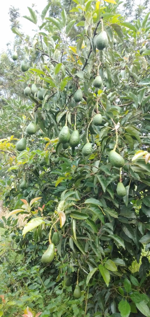 We have readily available Fuerte and Hass avocado fruits for sale. For more information please contact us on 0780564939
<a href="/KenyaAvocado/">Avocado Kenya</a> <a href="/MamlakaFoods/">MamlakaFoods</a> <a href="/Consumers_Kenya/">Consumer Grassroots</a> <a href="/fnguthi/">Faith Nguthi</a> @ExportsKenya