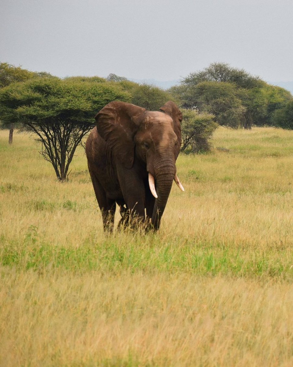 PartnerLtd's tweet photo. What can you say? 
There are no words to express what feelings we got when we meet one of these giants in Tanzania. You must try!!!

 #tanzanian #tanzaniaparks #tanzaniaunforgettable #tanzania🇹🇿 #tanzaniasafari #visittanzania #tanzaniadestination #safari #africa #wildlife https://t.co/7xBCXAr3OO