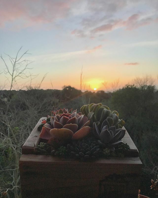 Good #succulent day
.
.
#succulents #cactus #cacto #cacti #succulentslover #succulentaddict #cactusclub #cacticacti #cactuscollector #crasas #suculentas #mallorca