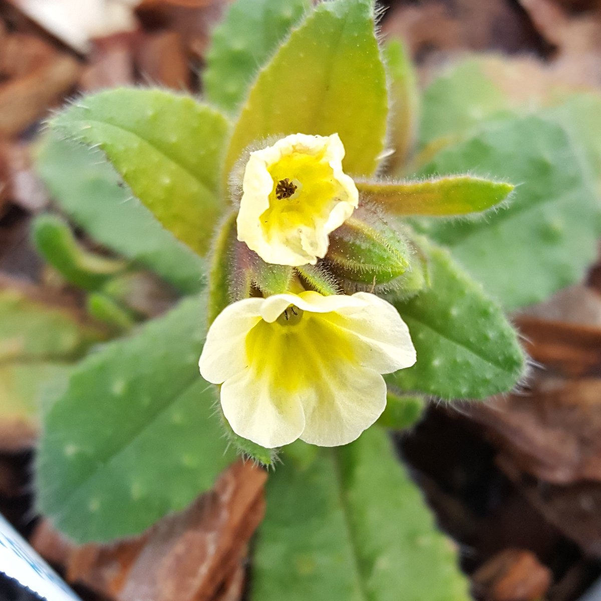 PlantPref's tweet photo. The "yellow pulmonaria" Nonea lutea has started flowering and attracted attention last weekend. An annual from the Mediterranean, it's an ready self seeder for a dry sunny spot.
#nonea #nonealutea #boraginaceae #marchflowers #yellowflowers #paleyellowflowers #annual #hardyannuals https://t.co/cvFrbAItG4