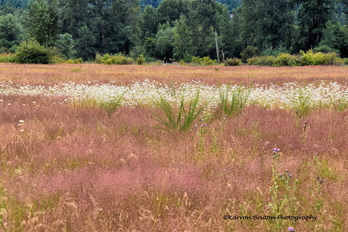 Each leaf,
each blade of grass
vies for attention.
Even weeds
carry tiny blossoms
to astonish us.
Marianne Poloskey