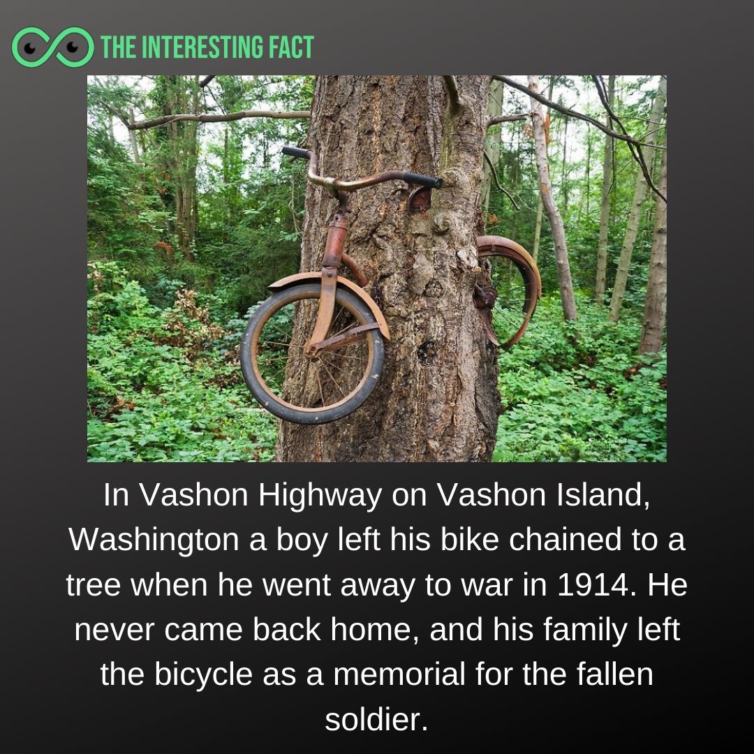 factsTIF's tweet photo. There are several unknown facts
for more visit: https://t.co/FyRq2La8YL
#facts #bigfacts #interestingfacts #funfacts #instafacts #instabigfacts #factsoflife #factsonly #factsdaily #factsmatte #aboy #tree #worldwar #washington https://t.co/nCxfknwb9g