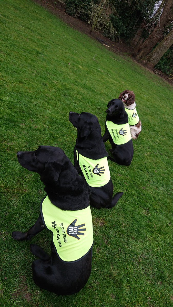 tsecrime's tweet photo. RT @Aviation_Stu: Jay, Marley, Jeorge & Toby do their bit to spread the #TakeFive message. A great bit of #PawTect -tion. Spread the word to stop scams #Tell2 and protect many https://t.co/VpN9IHJFBk