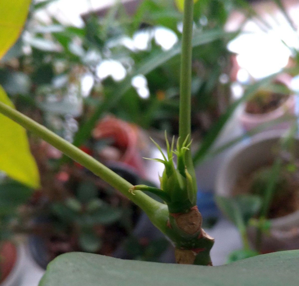 O Xrhsths こころんグリーン Sto Twitter 100均で買って来たパキラが 小さな芽を出しています 買って来た時はほんの小さな株だったのが 凄く大きくなりました 春になってまた 成長を始めています 100均 パキラ 小さな芽 春 春の花 初春 園芸