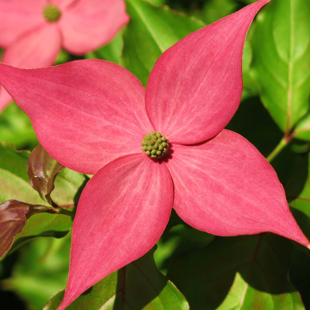 scnjrmg's tweet photo. Have you heard about the Rutgers NJAES All-Star Varieties?

https://t.co/rO4EklEyQm

#garden #plants #gardens #gardenlife #nature #instagarden #green #growsomethinggreen #plant #natural #rmg #rutgersmastergardeners #njaes #community #gardening #crops https://t.co/8q1J4xGu5o