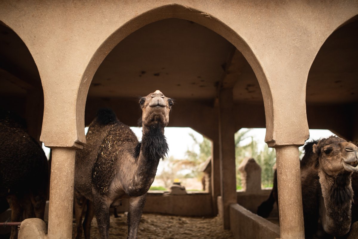 MerzougaRally's tweet photo. What you looking at? 🐪⠀
⠀
#WoofWednesday #Merzouga2020⠀
⠀ https://t.co/K5PiXu9kPG