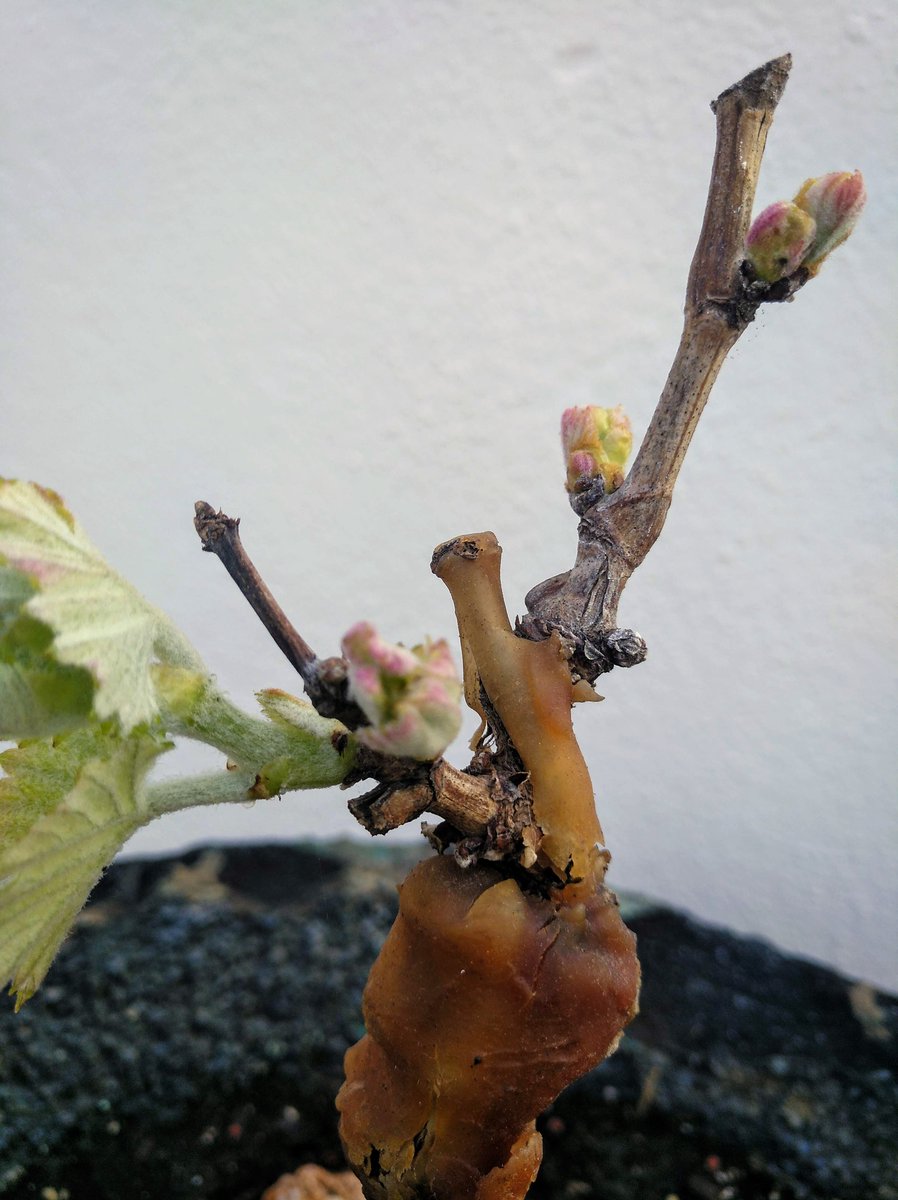 Nuestras viñas ya han brotado y con varias semanas de adelanto. Cada año es mas pronto, en el mundo entero el cambio en viña es inminente, el cambio climático nos obligará a traer nuevas técnicas de viticultura que respeten mas los ciclos vegetativos