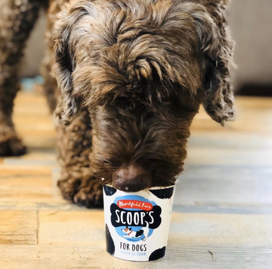 It’s the little things that make the day for the whole family. #dogfriendly #dogicecream #greatdayout #wildlifepark @marshfieldices