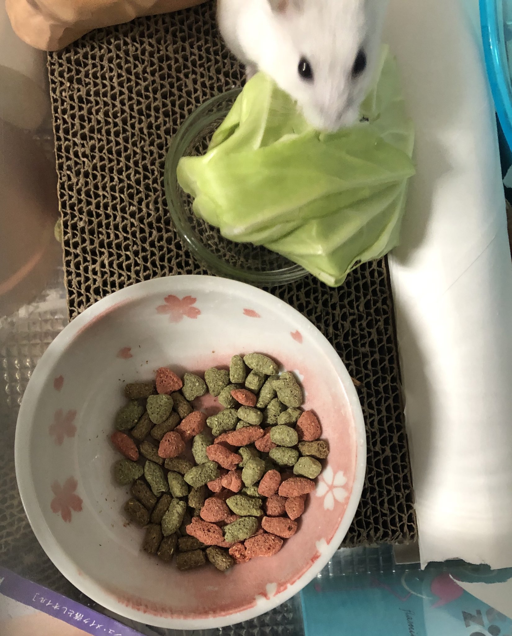 Coda Pa Twitter こちら食べさせていたハムスターの餌が生産終了だかコロナ騒ぎだかで手に入らなくなり以前の高級 フードから半額以下のフードにきりかえたことを申し訳なく思っていた飼い主のことなど知らず 2種類のフードを混ぜて出しても高級フードだけ食べ残すよう