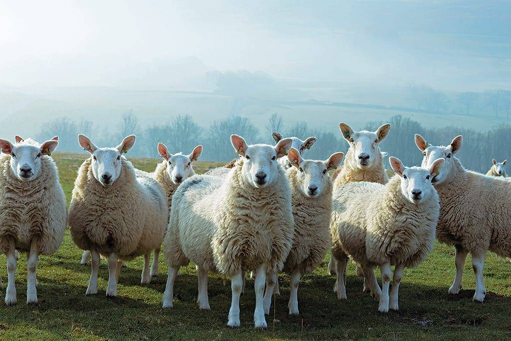 NYorksPrepared's tweet photo. #NorthYorkshire is a rural county and managing Animal health is important to our communities and economy. 

Today we're at a multi-agency animal health exercise with @nyccts @NYorksPolice @APHAgovuk and others #NorthYorkshireLRF #NYLRF https://t.co/Zs0LScNuLB