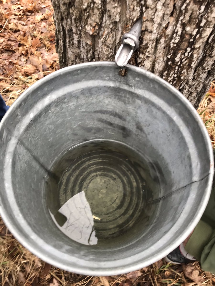 BraaschsBunch's tweet photo. Aprendimos cΓ³mo hacer el jarabe de arce. We learned how maple syrup is made. #SPDragons95 #lcfpd https://t.co/40BxXcdtBb