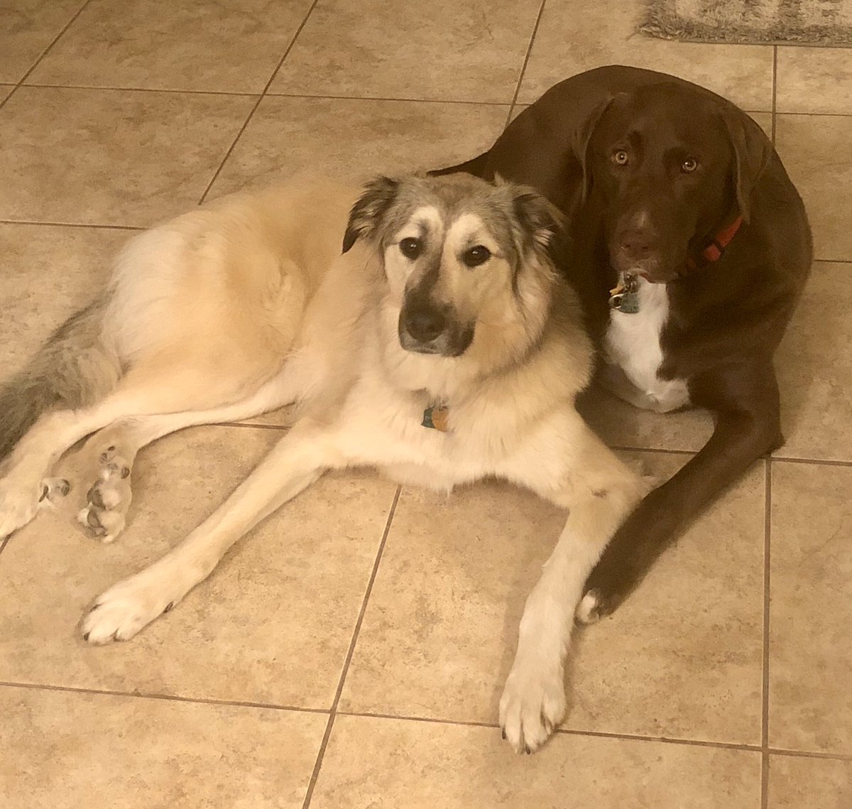 rbough's tweet photo. These two are really enjoying getting to spend some time together. They play and play all day long. #BestBuds #LifeWithBoz #LifeWithZoe https://t.co/xsuadbldTw