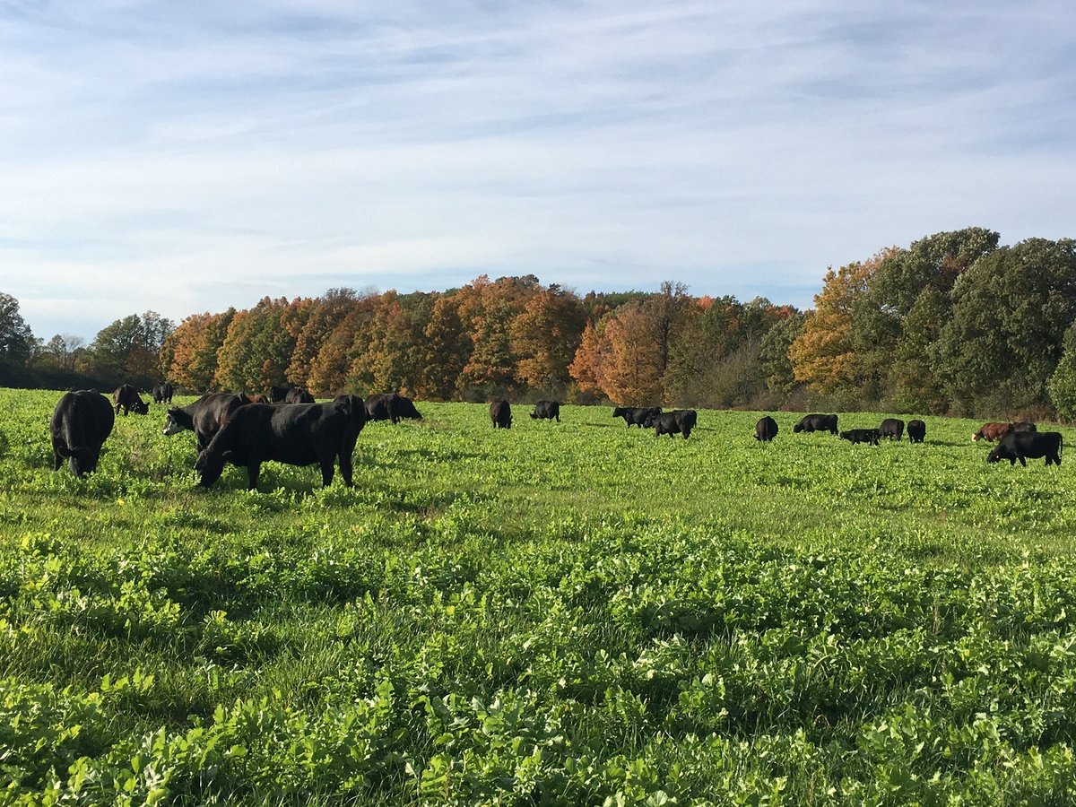 As a young producer it’s hard to strive in an industry that’s facing a crisis. The lack of processing capacity along with other factors have caused beef farmers to lose millions. We NEED federal assistance.#HelpBeefFarmers <a href="/BeefFarmersON/">Beef Farmers of Ontario</a> <a href="/TobyBarrettHN/">Toby Barrett</a> <a href="/mclaudebibeau/">Marie-Claude Bibeau</a>