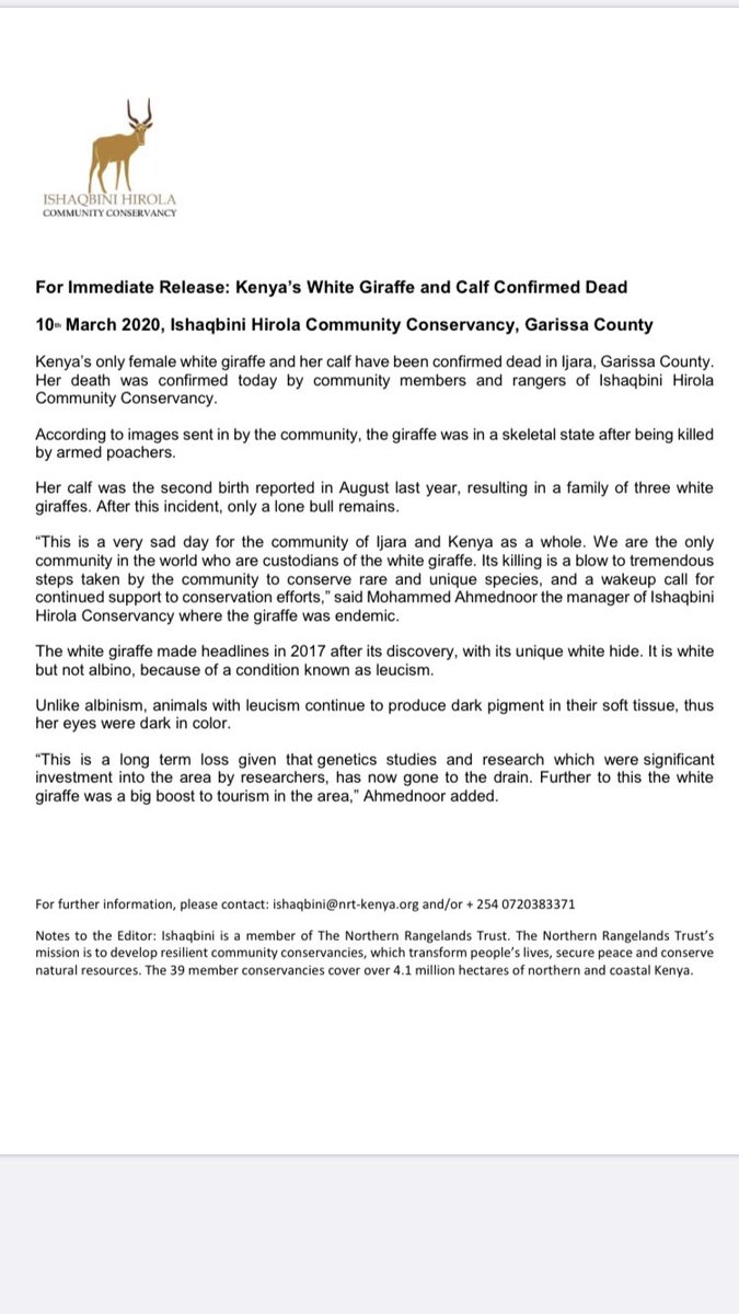 Confirmed.... Kenya’s only white giraffe and calf confirmed dead. Shot by poachers @magicalkenya @kwskenya #garissacounty WE ARE DOING BADLY.. we continue to do badly...