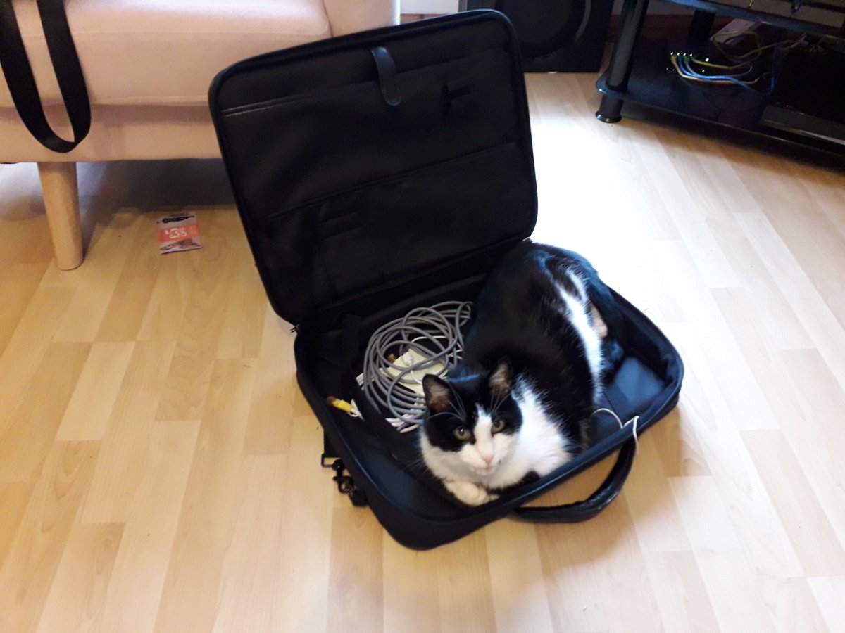 This is my cat's way of saying I should work at home more often <a href="/stjohnambulance/">St John Ambulance England</a>