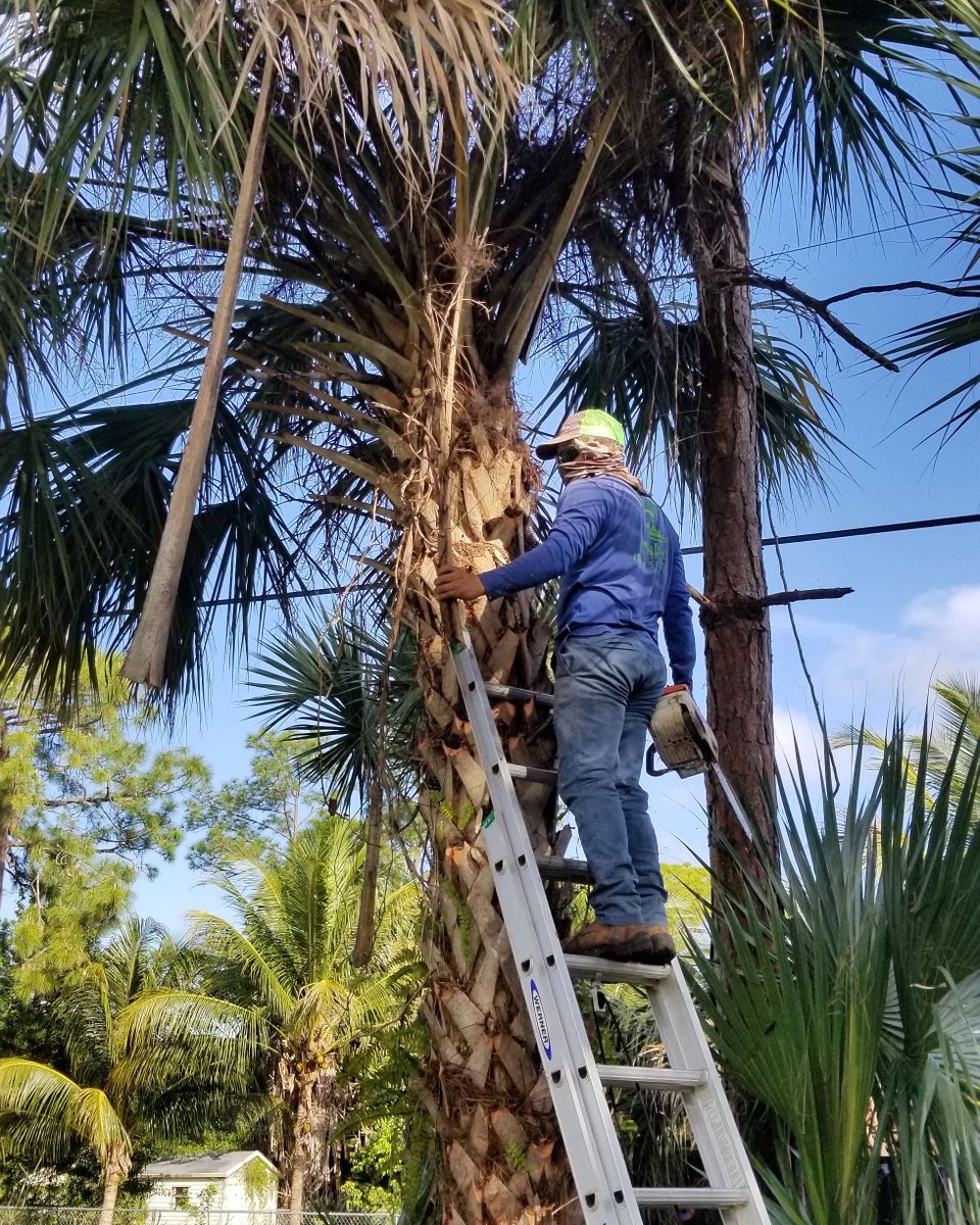 savemoretreesrv's tweet photo. Storm season is right around the corner! 🌳 🍃 Is your landscape ready? Contact us today for all your tree removal and trimming needs! 561-513-7883

#Treeremoval #TreeTrimming #StormSeason #SaveMoreTreeService #Landscaping #Arborist #TreeSurgeon #FreeEstimates https://t.co/RCS8e2lZaA
