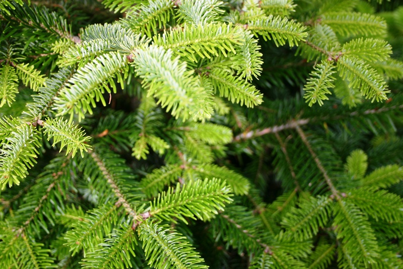 CaroVickers7's tweet photo. Acacia, Abies, Acer, Alnus, Amelanchier....Arborists and Tree Care Professionals...see if the tree species/cultivar you are working with is included in the @Arborcheck Database 

https://t.co/hbj25zjs9i

Arborcheck is a tree health and vitality monitoring app.

#trees #arborist https://t.co/MsQsbDuQGj
