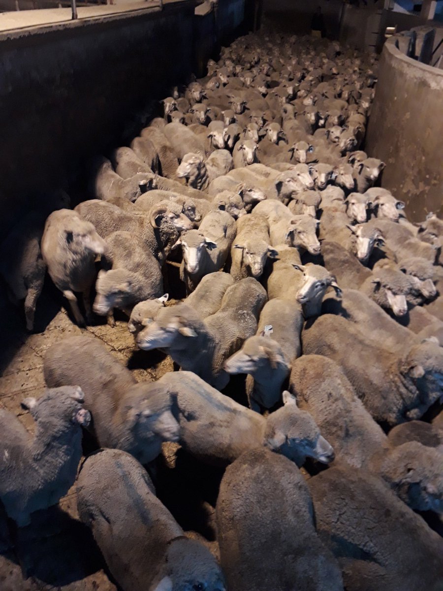 JorgeBonino's tweet photo. Compartimento Ovino. Exitosa APP con faena de 3490 corderos con CARNE de CALIDAD para  EEUU.
3 Compartimentos; 4 productores; varias razas y cruzas; Frigorifico Las Piedras.
Sumese
"La PRODUCCIÓN OVINA es una REALIDAD". https://t.co/Kj9abP84Xa