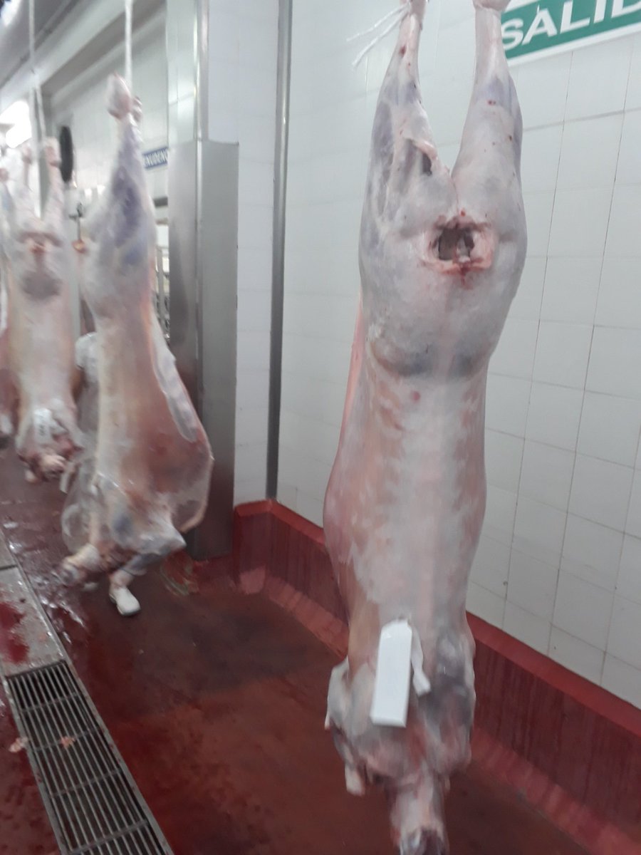 JorgeBonino's tweet photo. Compartimento Ovino. Exitosa APP con faena de 3490 corderos con CARNE de CALIDAD para  EEUU.
3 Compartimentos; 4 productores; varias razas y cruzas; Frigorifico Las Piedras.
Sumese
"La PRODUCCIÓN OVINA es una REALIDAD". https://t.co/Kj9abP84Xa