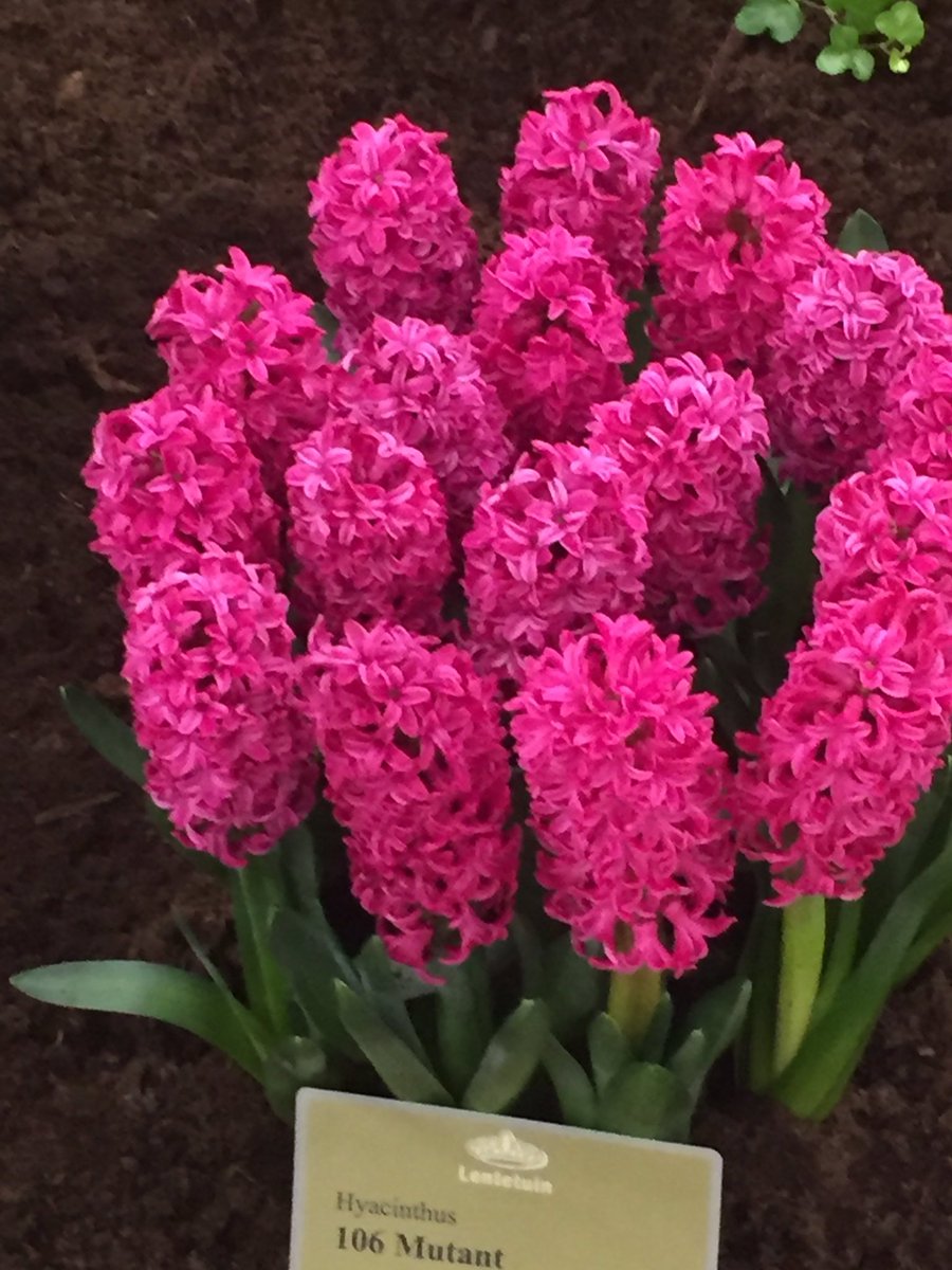 Aanstaande maandag 16 maart organiseert de KAVB een speciale Hyacintenkeuring in de KAVB keuringszaal bij CNB in Lisse. De hyacinten worden om 11:00 gekeurd. Vakgenoten zijn van harte welkom om in te zenden. 6 stuks per pot of kist, ook vazen met snijhyacinten kunnen meedoen.