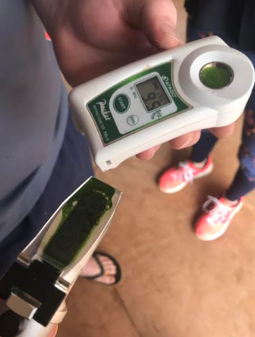 FPLRS_UP's tweet image. The percentage of sugar content in pastures is of great concern. Here @kayleigh265, MSc student, is determining sugar content in field using a refractometer to perform the Brix test on sap obtained from pastures. #FPLRS #BrixTest #Pastures #PastureScience #research