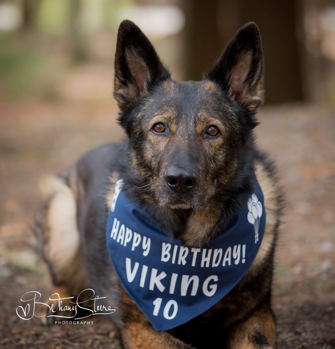 K9 Viking is turning 10 yrs old today.  Although Viking would prefer to still be working he is healthy and enjoying a great quality of life as a retired pup.