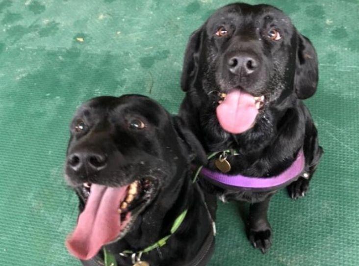 PLEASE SHARE, Rex and Rio, 7 Labradors COTSWOLDS

Looking for a home these too are fun and strong on the lead love people a walk, fuss, ok with older children not other pets lovely dogs please re tweet? 

rspca.org.uk/findapet/detai…

#TongueOutTuesday #dogs #uk #piersmorgan