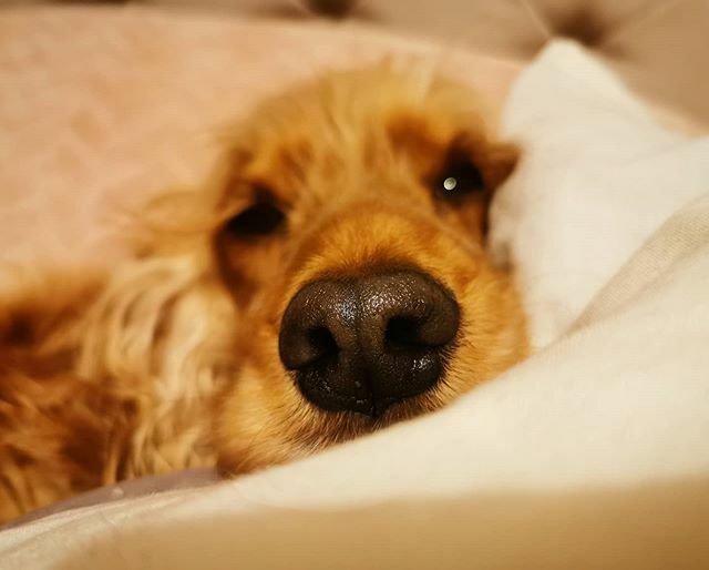 ASpanielsTail's tweet photo. Morning everybody 😘

#aspanielstail #englishcockerspaniel #spaniel #spanielsofinstagram #InstaCocker #cockerspaniel #cockergram #cocker #dog #dogs #doglover #dogstagram #blog #dogblog https://t.co/7wLjXuEpbZ