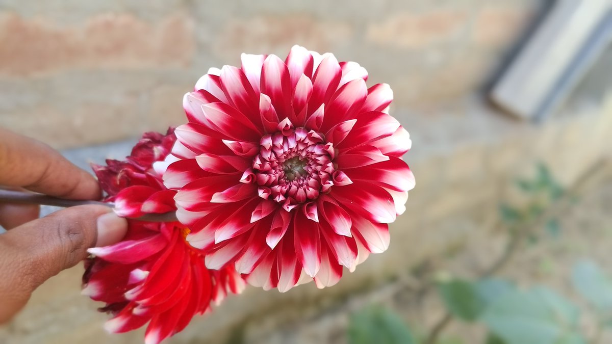 Beautiful flower for beautiful person
