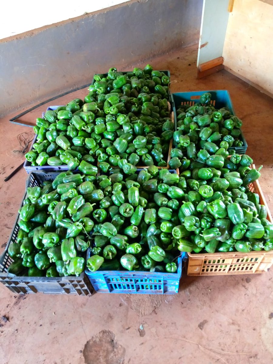 We have readily available green capsicum on sale. A kilo is at KES 50. The variety is California Wonder. For information on how you can purchase contact us on 0780564939
<a href="/farm_ke/">Farm❇️ ke🇰🇪</a> <a href="/WediFarms/">Wedi Farms</a> <a href="/kilimo_poa/">Kilimo poa</a> <a href="/KilimoNews/">Kilimo News</a> <a href="/MamlakaFoods/">MamlakaFoods</a> <a href="/mula_export/">Mula Export Limited</a> <a href="/ViralShisha/">Viral Shisha</a> <a href="/fnguthi/">Faith Nguthi</a> @Maxwel_Kiptanui