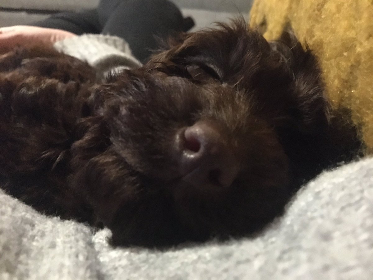 otterkins's tweet photo. Our new cockapoo puppy Mabel 💛#crufts https://t.co/s24MrtpCKR