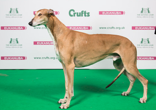 orbit marine led light