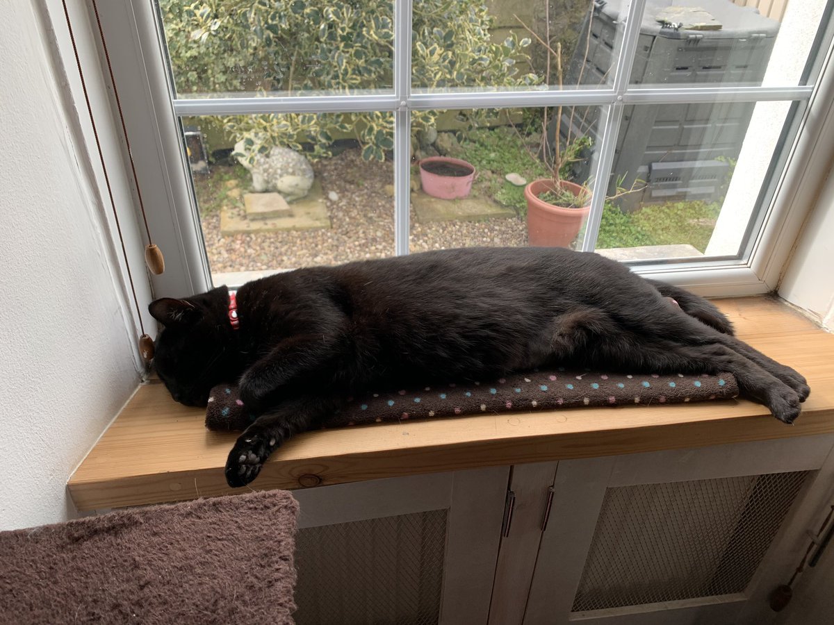 iamclivecat's tweet photo. Best spot for napping https://t.co/sRdE0NtjZu