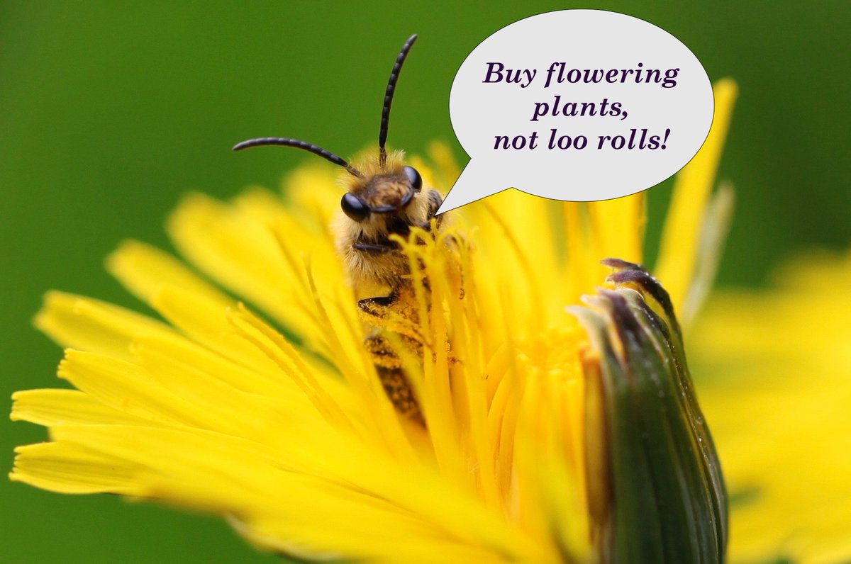 BuzzyBeeColl's tweet photo. We agree completely with @B_Strawbridge #buzzybeecollectibles https://t.co/I4FLEoX8lJ